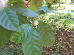 Tabernaemontana pauli