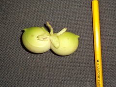 Tabernaemontana pauli