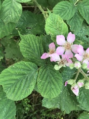 Rubus wirralensis