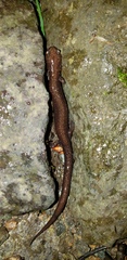 Plethodon shenandoah