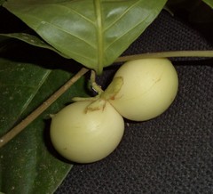 Tabernaemontana pauli