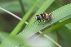 Phytomia argyrocephala