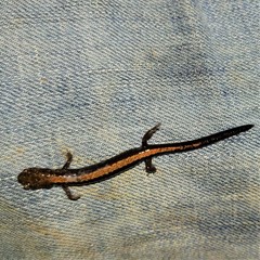 Plethodon shenandoah