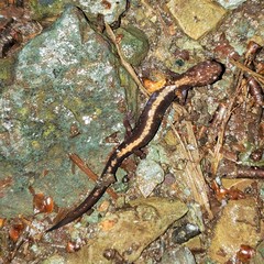 Plethodon shenandoah