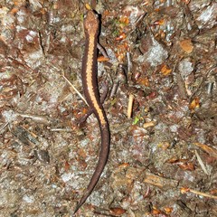 Plethodon shenandoah