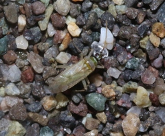 Usingerella simplex