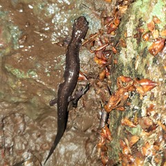 Plethodon shenandoah