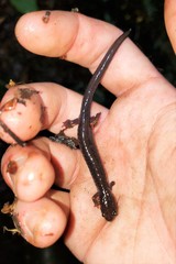 Plethodon shenandoah
