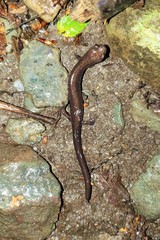 Plethodon shenandoah