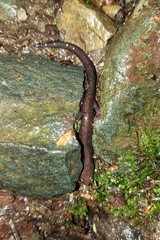 Plethodon shenandoah