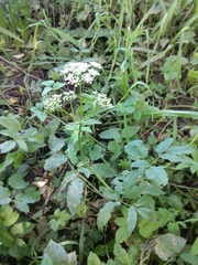 Aegopodium podagraria