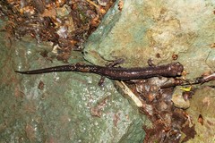 Plethodon shenandoah