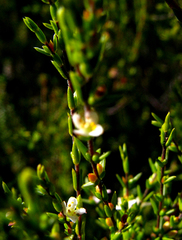 Diosma echinulata