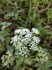 Aegopodium podagraria