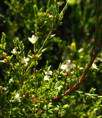 Diosma echinulata