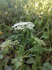 Aegopodium podagraria