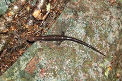 Plethodon shenandoah