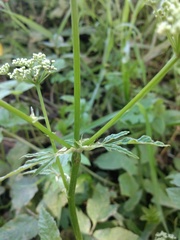 Aegopodium podagraria