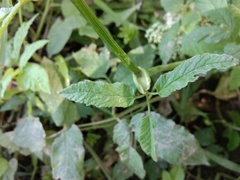 Aegopodium podagraria