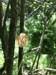 Lilium philadelphicum