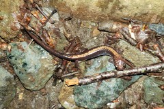 Plethodon shenandoah