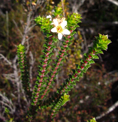 Diosma echinulata