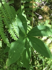 Lilium philadelphicum