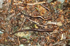 Plethodon shenandoah
