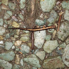 Plethodon shenandoah