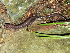 Plethodon shenandoah