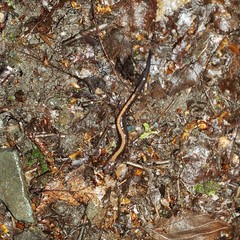 Plethodon shenandoah