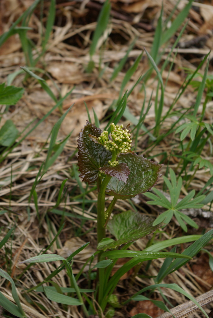 Eutrema cordifolium