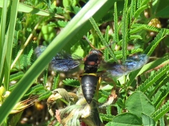 Euodynerus crypticus