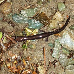 Plethodon shenandoah