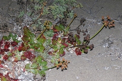Eriogonum grande rubescens