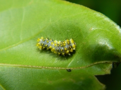 Cyclosia latipennis