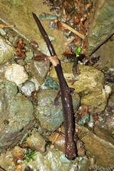 Plethodon shenandoah