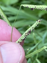 Paspalum denticulatum