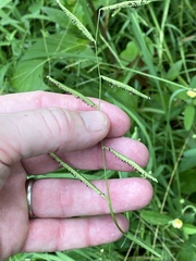 Paspalum denticulatum