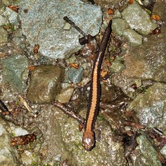 Plethodon shenandoah