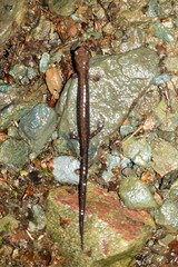 Plethodon shenandoah
