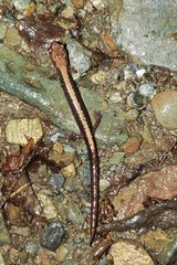 Plethodon shenandoah