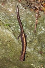 Plethodon shenandoah