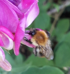 Bombus pascuorum