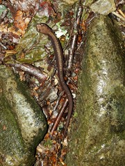 Plethodon shenandoah