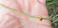 Juncus hesperius