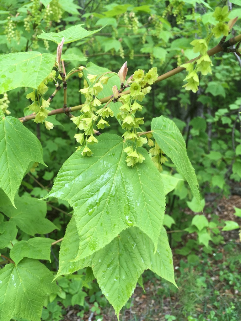 Acer pensylvanicum — an easy houseplant, prefers partial sun light