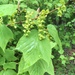 Striped Maple - Photo (c) Ashley M Bradford, some rights reserved (CC BY-NC), uploaded by Ashley M Bradford