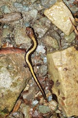 Plethodon shenandoah