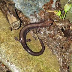 Plethodon shenandoah